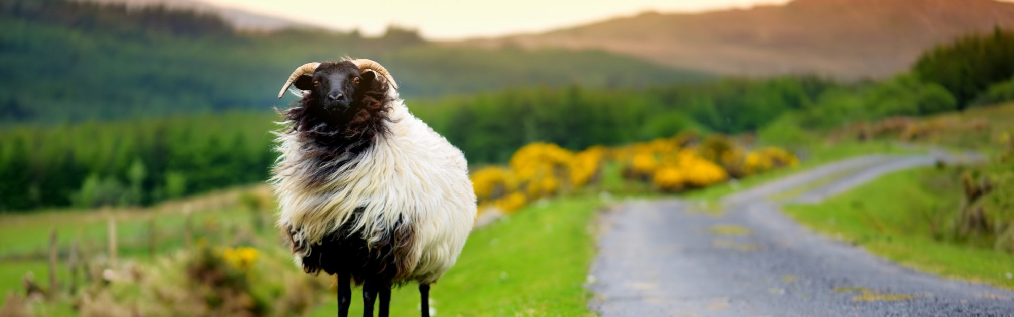 Irish Sheep