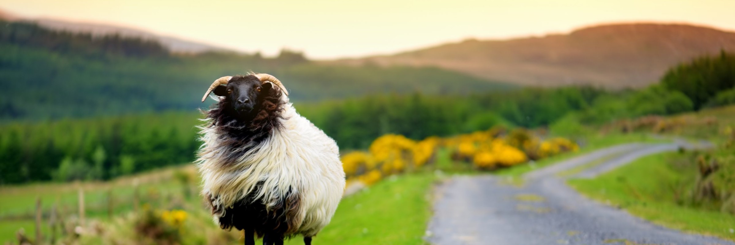 Irish Sheep